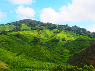 Obraz premium Plantation de thé