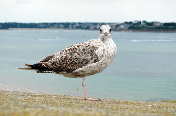 Mouette