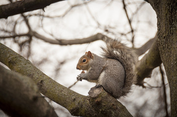 Squirrel in a tree eating