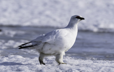Grouse on svalbard