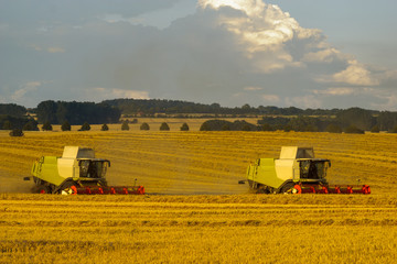 Fototapeta premium harvesting combine harvesting golden ripe wheat field in light of the setting sun in Germany