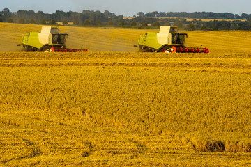 Fototapeta premium harvesting combine harvesting golden ripe wheat field in light of the setting sun in Germany