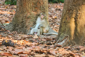 Cute monkeys.