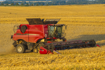 Fototapeta premium Combine harvester agriculture machine harvesting golden ripe wheat field in light of the setting sun in Germany