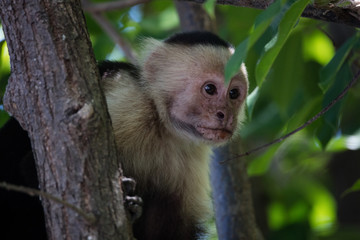 Whiteface monkey