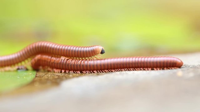 Pair of brown centipedes on ground one millipede is atop another.