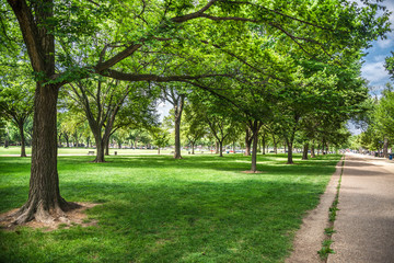 Many trees with shadow and sunlight in Washington DC parks