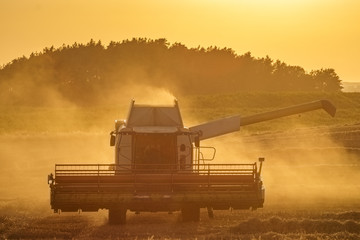Fototapeta premium Combine harvester agriculture machine harvesting golden ripe wheat field in light of the setting sun in Germany
