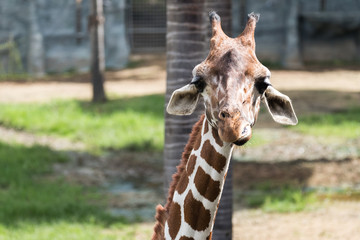 Close up image of a giraffe looking at camera in the zoo