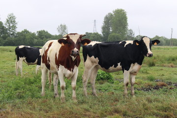 Fototapeta na wymiar The cows of breed 
