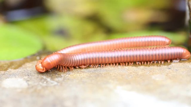 Pair of brown centipedes on ground one millipede is atop another.