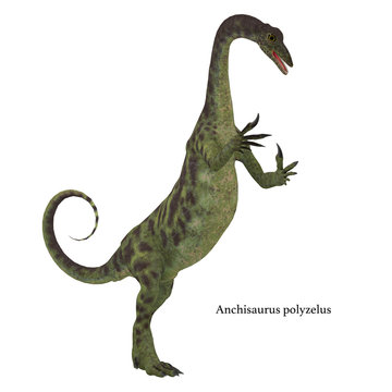 Anchisaurus Jurassic Dinosaur with Font - Anchisaurus was a omnivorous prosauropod dinosaur that lived in the Jurassic Periods of North America, Europe and Africa.