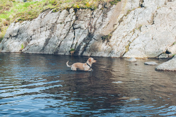 Fototapeta premium Dog is a friend of man