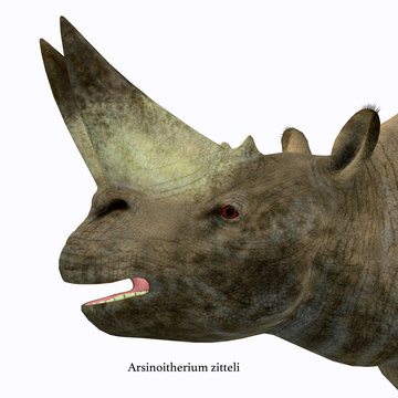 Arsinoitherium Mammal Head with Font - Arsinoitherium was a herbivorous rhinoceros-like mammal that lived in Africa in the Early Oligocene Period.
