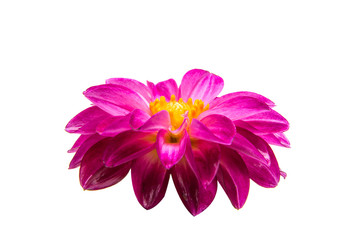Flower dahlia