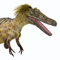 Austroraptor Dinosaur Head - Austroraptor was a carnivorous theropod dinosaur that lived in Argentina in the Cretaceous Period.