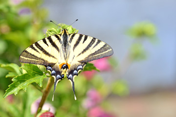 papillon flamb&eacute; (Iphiclides podalirius) sur fleur