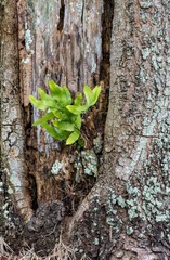 Barks, Tree Trunks, Textures, Patterns and more