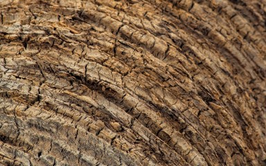 Barks, Tree Trunks, Textures, Patterns and more