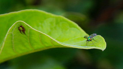 Spider and Fly