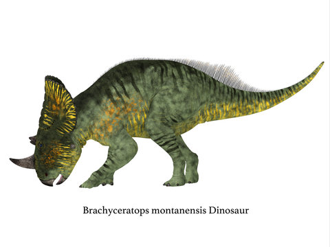 Brachyceratops Dinosaur Side Profile with Font - Brachyceratops is a herbivorous Ceratopsian dinosaur that lived in Alberta, Canada and Montana, USA in the Cretaceous Period. 