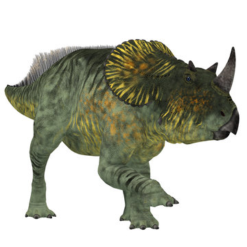 Brachyceratops Dinosaur on White - Brachyceratops is a herbivorous Ceratopsian dinosaur that lived in Alberta, Canada and Montana, USA in the Cretaceous Period.