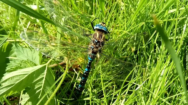 Brachytron pratense - Hairy Dragonfly. 