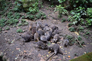 the racoon