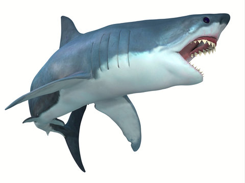 Dangerous Great White Shark - The Great White shark can live for 70 years and grow to be 21 feet long and live in coastal surface waters.