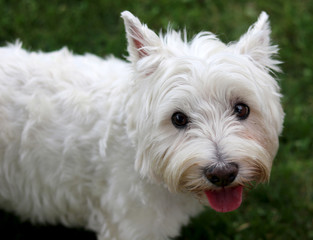 The Westie