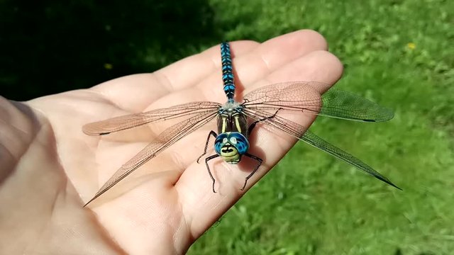 Brachytron pratense - Hairy Dragonfly. 