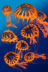 Obraz premium Golden Jellyfish Dance - A group of golden jellyfish dance around each other in blue ocean surface waters.