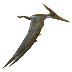 Pteranodon Reptile Side Profile - Pteranodon was a flying carnivorous reptile that lived in North America in the Cretaceous Period. © Catmando
