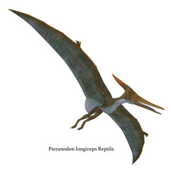 Pteranodon Reptile Soaring with Font - Pteranodon was a flying carnivorous reptile that lived in North America in the Cretaceous Period. © Catmando