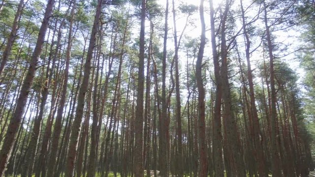 Personal perspective of walking on a path in the forest. Walk through thickets of forest. Slider shot in forest. Alley.  Giant pine trees growing in unpolluted environment of a national park.