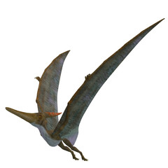 Pteranodon Reptile Wings Up - Pteranodon was a flying carnivorous reptile that lived in North America in the Cretaceous Period. © Catmando