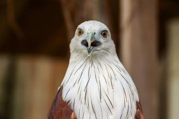 Hawk, Hawk eyes, red wing color hawk, Brahminy Kite is Flying Predators and powerful hawk that use to control other bird in farmer, biological control