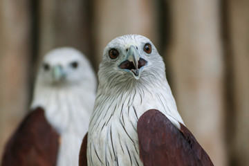 Hawk, Hawk eyes, red wing color hawk, Brahminy Kite is Flying Predators and powerful hawk that use to control other bird in farmer, biological control