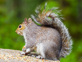 An alert grey squirrel, close up in profile, sitting on a feed table with one paw in the air.