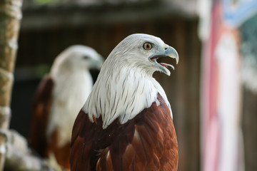 Hawk, Hawk eyes, red wing color hawk, Brahminy Kite is Flying Predators and powerful hawk that use to control other bird in farmer, biological control
