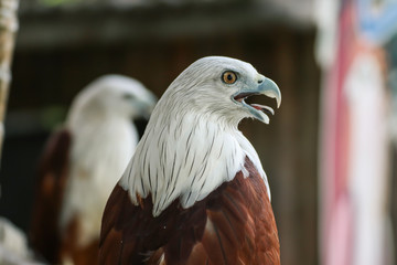 Hawk, Hawk eyes, red wing color hawk, Brahminy Kite is Flying Predators and powerful hawk that use to control other bird in farmer, biological control