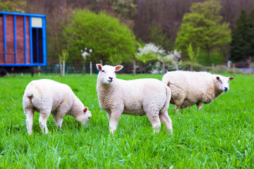 Fototapete bei efototapeten.de bestellen   