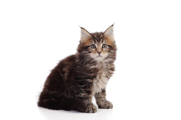 kitten of maine coon on white background