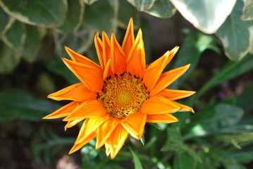 Bright orange Gazania, treasure flower