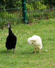 Laufenten Black and White