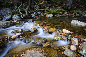 Cascade Brook in the White Mountains