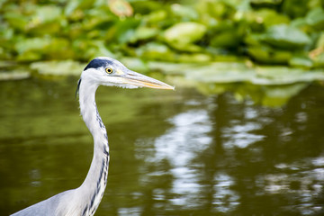 Wild heron