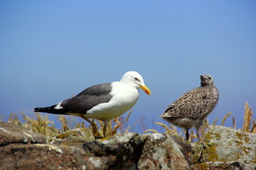 Seagull and her chick