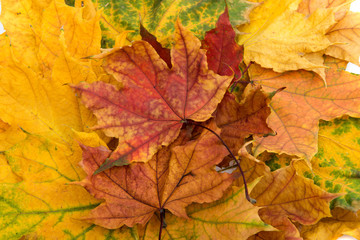 autumn leaves isolated