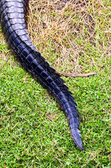 Alligator Tail